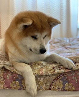 Кита .