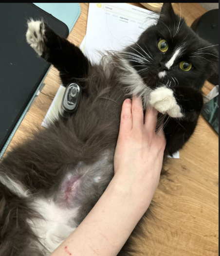 Кошечка